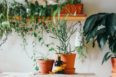 Best Plants for Your Kitchen